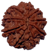 9 Mukhi Natural Nepal Rudraksha 23.02 mm ( Lab Certified )