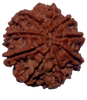 9 Mukhi Natural Nepal Rudraksha 23.02 mm ( Lab Certified )