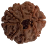 8 Mukhi Natural Nepal Rudraksha 21.86 mm ( Lab Certified )