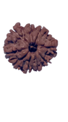 9 Mukhi Natural Nepal Rudraksha 20.73 mm ( Lab Certified )