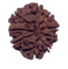 9 Mukhi Natural Nepal Rudraksha 20.73 mm ( Lab Certified )