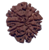 9 Mukhi Natural Nepal Rudraksha 20.73 mm ( Lab Certified )