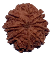 9 Mukhi Natural Nepal Rudraksha 24.34 mm ( Lab Certified )