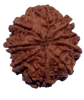 9 Mukhi Natural Nepal Rudraksha 24.34 mm ( Lab Certified )