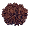 9 Mukhi Natural Nepal Rudraksha 21.49 mm ( Lab Certified )