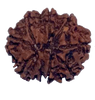 9 Mukhi Natural Nepal Rudraksha 21.49 mm ( Lab Certified )