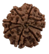 8 Mukhi Natural Nepal Rudraksha 27.80 mm ( Lab Certified )