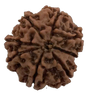 8 Mukhi Natural Nepal Rudraksha 27.80 mm ( Lab Certified )