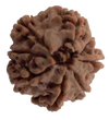 8 Mukhi Natural Nepal Rudraksha 21.55 mm ( Lab Certified )