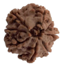 8 Mukhi Natural Nepal Rudraksha 21.55 mm ( Lab Certified )