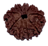 9 Mukhi Natural Nepal Rudraksha 21.82 mm ( Lab Certified )