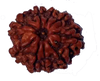 9 Mukhi Natural Nepal Rudraksha 20.05 mm ( Lab Certified )