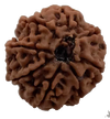 8 Mukhi Natural Nepal Rudraksha 23.14 mm ( Lab Certified )