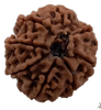 8 Mukhi Natural Nepal Rudraksha 23.14 mm ( Lab Certified )