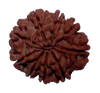 9 Mukhi Natural Nepal Rudraksha 24.06 mm ( Lab Certified )