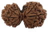 10 Mukhi Natural Nepal Gauri Shankar Rudraksha 32.06 mm ( Lab Certified )