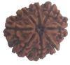 8 Mukhi Natural Nepal Rudraksha 22.25 mm ( Lab Certified )