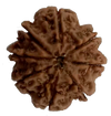 8 Mukhi Natural Nepal Rudraksha 24.81 mm ( Lab Certified )