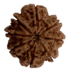 8 Mukhi Natural Nepal Rudraksha 24.81 mm ( Lab Certified )