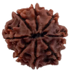 8 Mukhi Natural Nepal Rudraksha 21.99 mm ( Lab Certified )