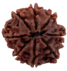 8 Mukhi Natural Nepal Rudraksha 21.99 mm ( Lab Certified )