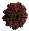 8 Mukhi Natural Nepal Rudraksha 23.00 mm ( Lab Certified )