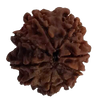 8 Mukhi Natural Nepal Rudraksha 23.00 mm ( Lab Certified )