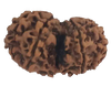 10 Mukhi Natural Nepal Gauri Shankar Rudraksha 32.95 mm ( Lab Certified )