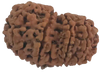 10 Mukhi Natural Nepal Gauri Shankar Rudraksha 31.48 mm ( Lab Certified )