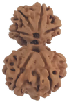 8 Mukhi Natural Nepal Gauri Shankar Rudraksha 29.31 mm ( Lab Certified )