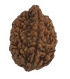 2 Mukhi Natural Rudraksha India Origin 29.92 mm ( Lab Certified )