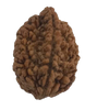 2 Mukhi Natural Rudraksha India Origin 29.92 mm ( Lab Certified )