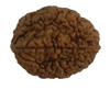 2 Mukhi Natural Rudraksha India Origin 27.44 mm ( Lab Certified )