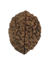 2 Mukhi Natural Rudraksha India Origin 28.29 mm ( Lab Certified )