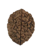 2 Mukhi Natural Rudraksha India Origin 28.29 mm ( Lab Certified )