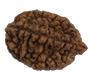 2 Mukhi Natural Rudraksha India Origin 29.92 mm ( Lab Certified )