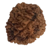 2 Mukhi Natural Rudraksha India Origin 28.10 mm ( Lab Certified )