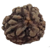 3 Mukhi Natural Rudraksha India Origin 24.22 mm ( Lab Certified )