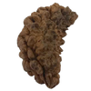 1 Mukhi Kaju ( Chandra ) Shape Rudraksha 34.51 mm ( Lab Certified )