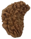 1 Mukhi Kaju ( Chandra ) Shape Rudraksha 31.68 mm ( Lab Certified )