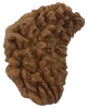 1 Mukhi Kaju ( Chandra ) Shape Rudraksha 31.68 mm ( Lab Certified )