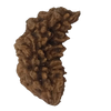 1 Mukhi Kaju ( Chandra ) Shape Rudraksha 33.33 mm ( Lab Certified )