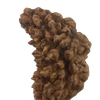 1 Mukhi Kaju ( Chandra ) Shape Rudraksha 33.33 mm ( Lab Certified )