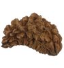 1 Mukhi Kaju ( Chandra ) Shape Rudraksha 31.68 mm ( Lab Certified )