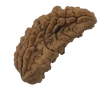 1 Mukhi Kaju ( Chandra ) Shape Rudraksha 31.37 mm ( Lab Certified )