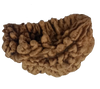 1 Mukhi Kaju ( Chandra ) Shape Rudraksha 30.81 mm ( Lab Certified )