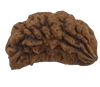 1 Mukhi Kaju ( Chandra ) Shape Rudraksha 30.81 mm ( Lab Certified )