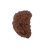 1 Mukhi Kaju ( Chandra ) Shape Rudraksha 31.37 mm ( Lab Certified )