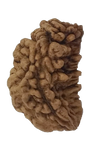 1 Mukhi Kaju ( Chandra ) Shape Rudraksha 30.81 mm ( Lab Certified )