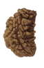 1 Mukhi Kaju ( Chandra ) Shape Rudraksha 30.81 mm ( Lab Certified )